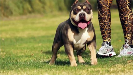 American Bully Tryna at 15 months old.