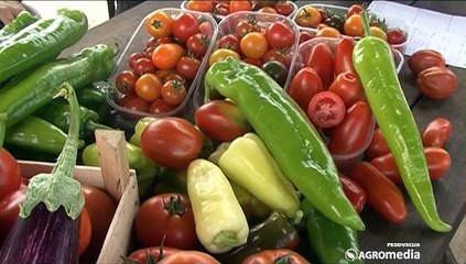 Otkrivamo! Šte je sve potrebno znati kada se gaji špargla_402_30.05.2015.