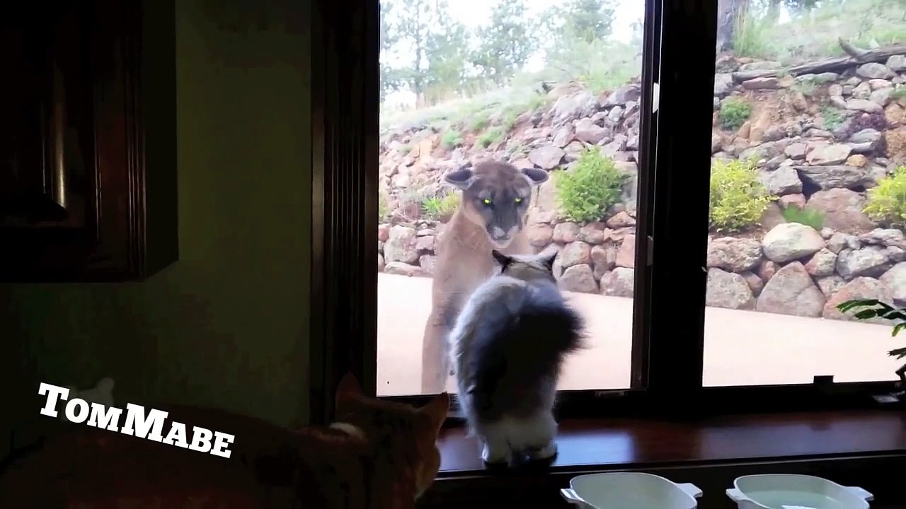 Chat VS Puma : le chat s'en bat la race total!