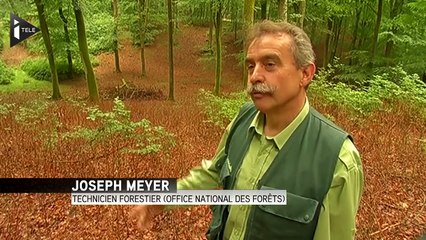 Des centaines de millions de hannetons grignotent la forêt
