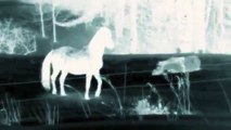 Video about horses running free in the snow, playing, bucking, rearing
