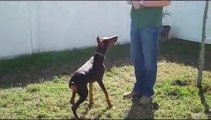 Doberman Puppy Tricks - 5 months