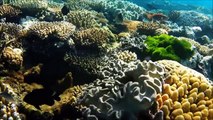 Cairns Australia & Great Barrier Reef - GoPro HD