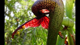 Top 10 Deadly and scary Carnivorous Plants That Eats Animals