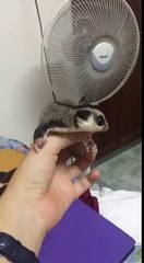 Un phalanger volant devant un ventilateur