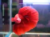 Red bettas flaring