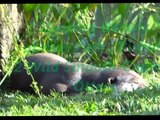Smooth Coated OTTERS are ..