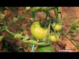 Zašto je gajenje paradajza teže od odgajanja dece?_402_30.05.2015.