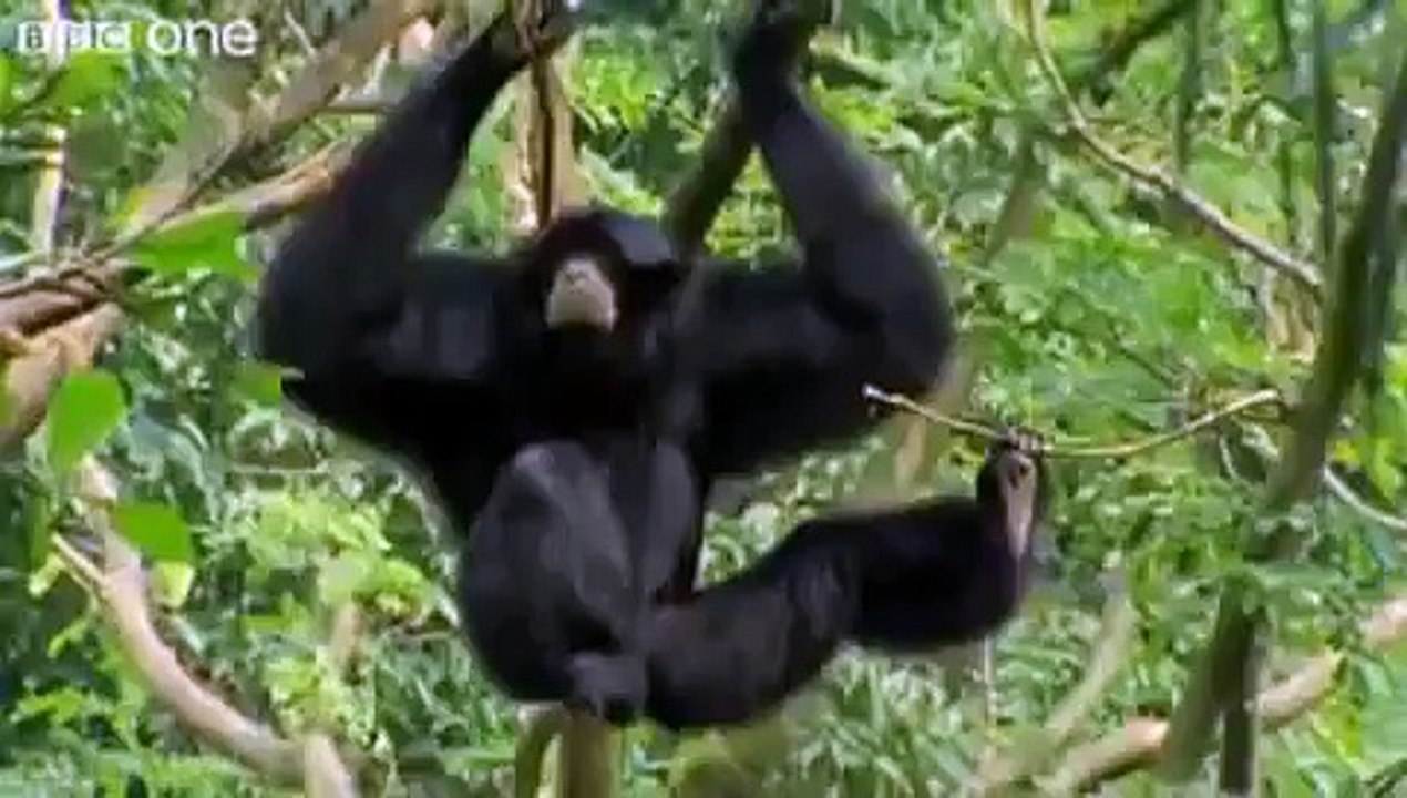 Funny Talking Animals Compilation