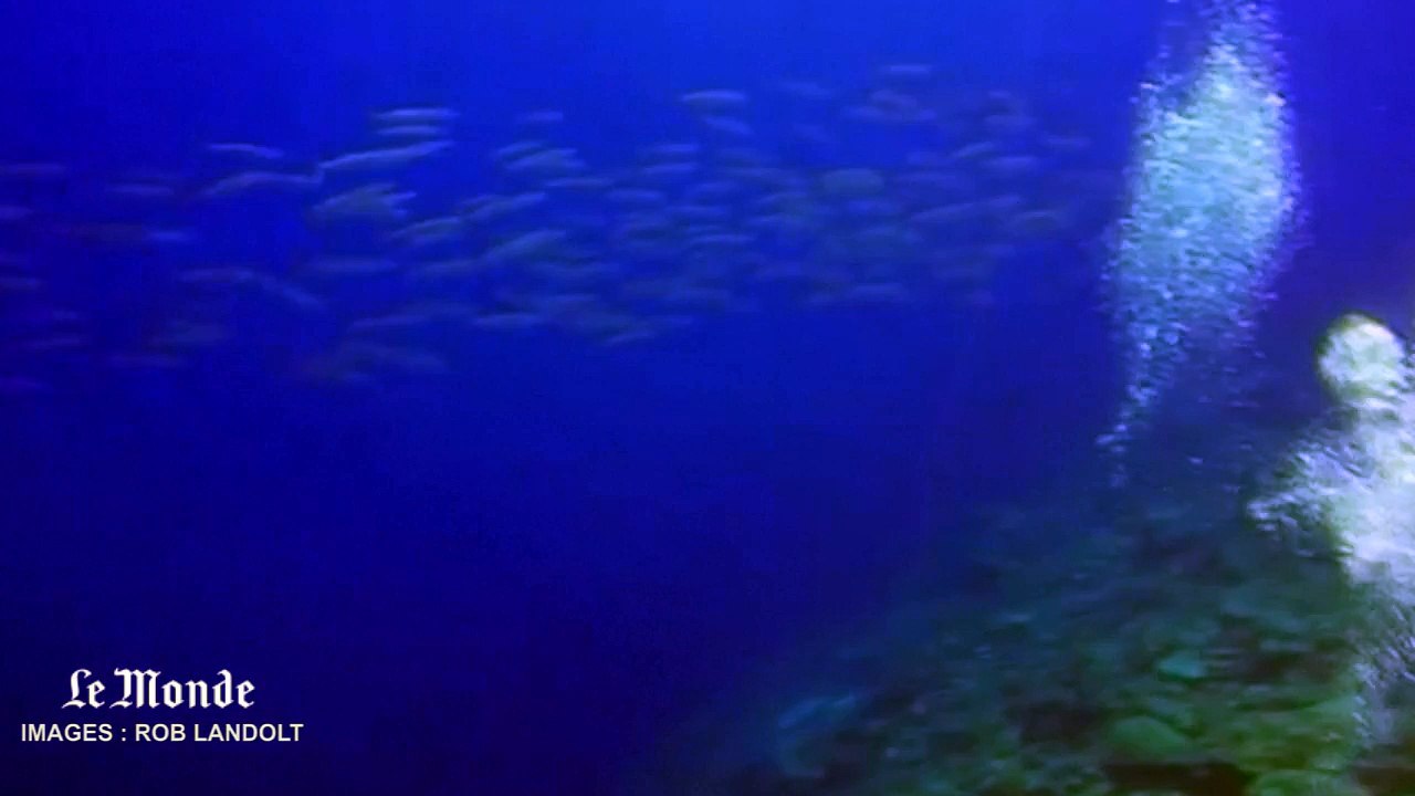 Une parade infinie de barracudas filmée par un plongeur
