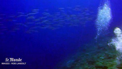 Une parade infinie de barracudas filmée par un plongeur