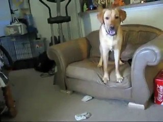 My Dog Arguing With My Wife!