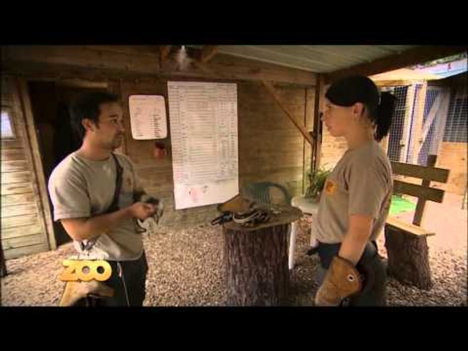 Une Saison Au Zoo Saison 14 épisode 2 Une saison au zoo - Episode 11 (Saison 2) - Vidéo Dailymotion
