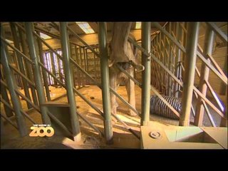 Une saison au zoo - Episode 16 (Saison 1)