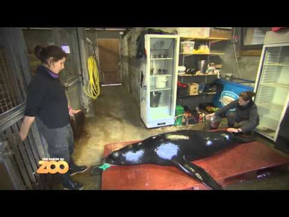 Une saison au zoo - Episode 25 (Saison 3)