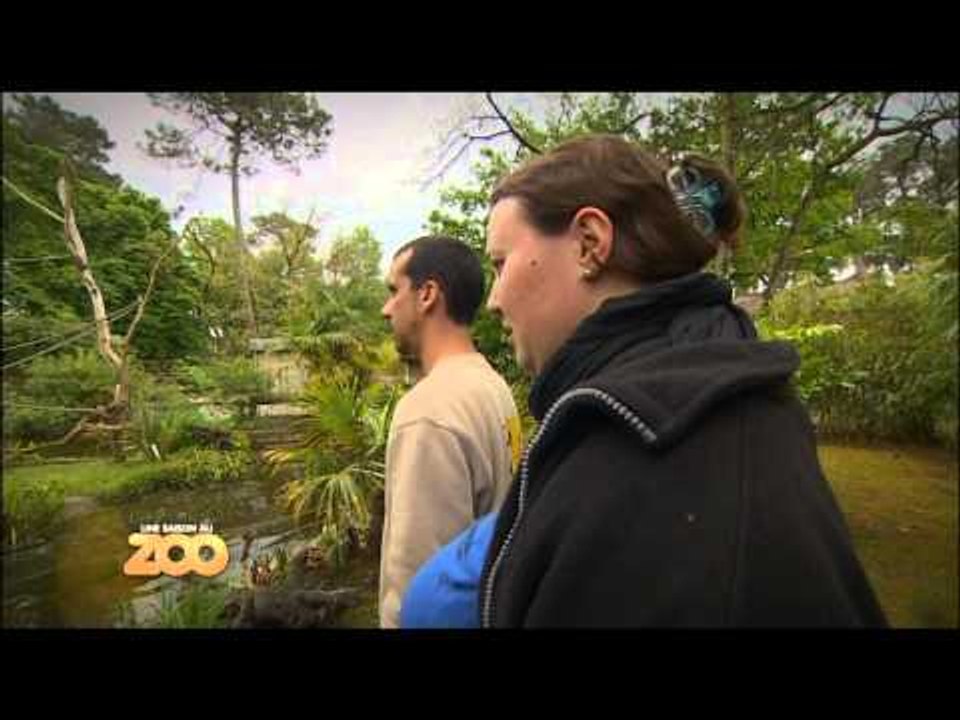 Une Saison Au Zoo Saison 1 Une saison au zoo - Episode 23 (Saison 1) - Vidéo Dailymotion