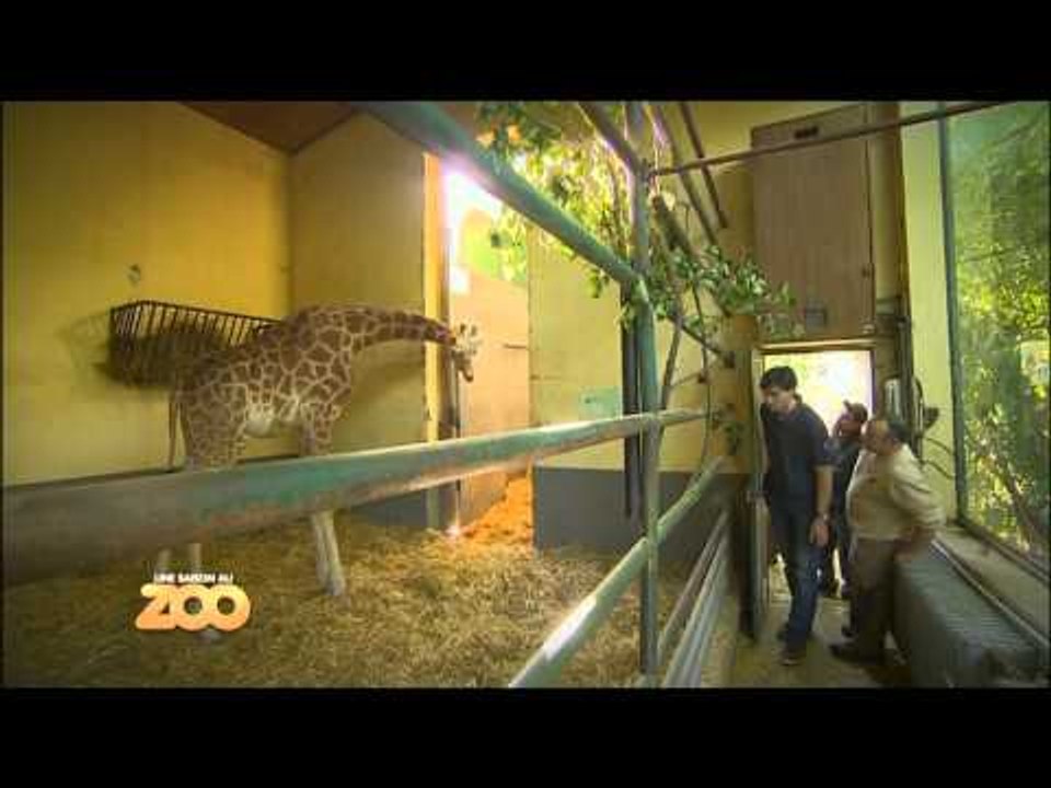 Une saison au zoo - Episode 37 (Saison 1)
