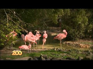Une saison au zoo - Episode 22 (Saison 1)