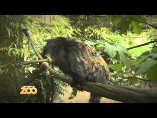 Une saison au zoo - Episode 27 (Saison 3)