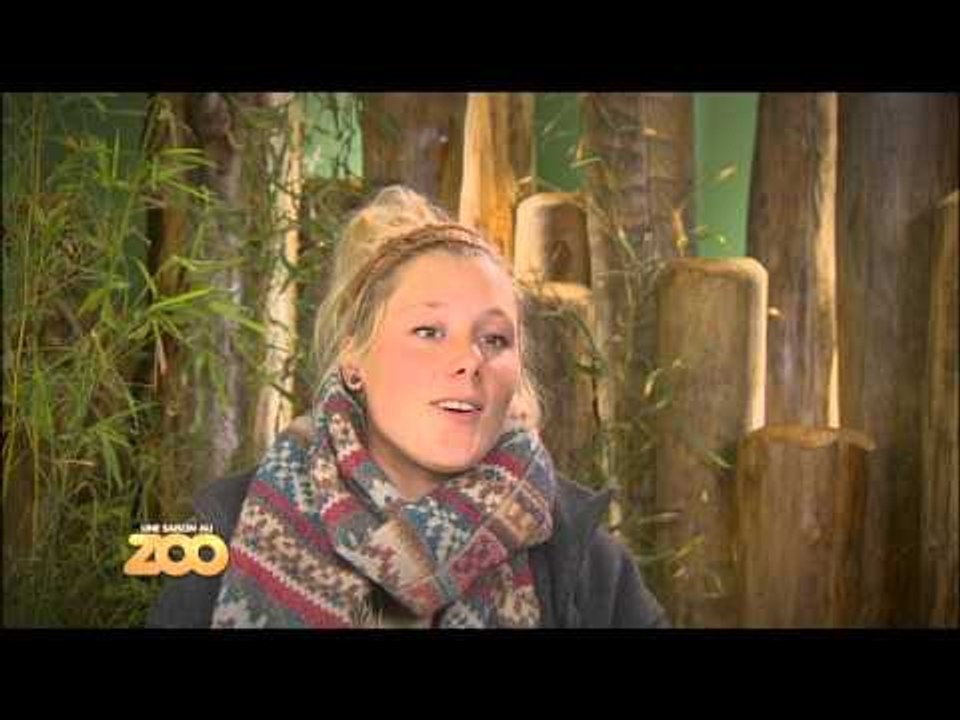 Une Saison Au Zoo Saison 1 Une saison au zoo - Episode 20 (Saison 1) - Vidéo Dailymotion