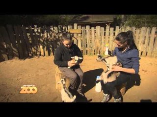 Une saison au zoo - Episode 13 (Saison 3)