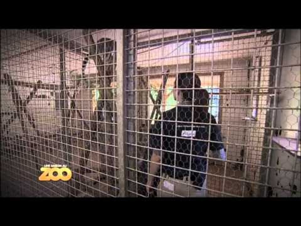 Une saison au zoo - Episode 25 (Saison 2)