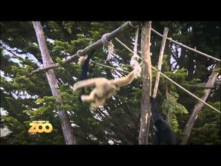 Une saison au zoo - Episode 33 (Saison 2)