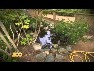 Une saison au zoo - Episode 30 (Saison 2)