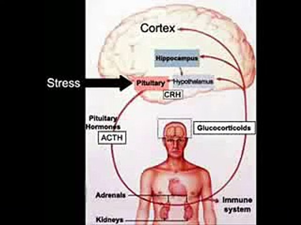 ESTRES, COLESTEROL Y TRIGLICERIDOS