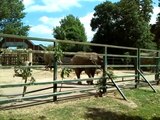 African Elephants Howletts The Aspinall wildlife Park