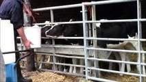 Hungry Holstein Friesian Calves at Feeding Time