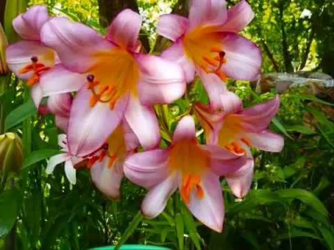 ****= С Праздником 1 МАЯ - МИР! Труд! МАЙ! УРА!!!! =***