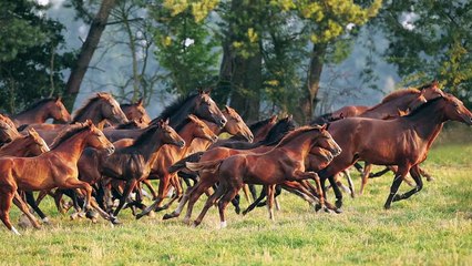 Fotoseminar im Haupt- und Landgestüt Neustadt Dosse