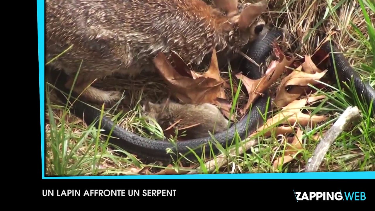 Un lapin attaque un serpent, une plante carnivore ingère 6 000 insectes par heure, voici le zapping web du jour