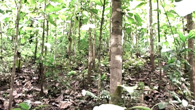 ECOSFIX - détermination du stockage de carbone par les racines