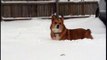 Corgi playing in the snow. Brak likes running in the snow but he is too short.