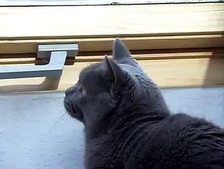 Schnatternde Katze Cackling cat