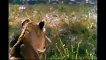wild life Documentary Animal Attack Planet Wildlife Animals Fighting # P3 1080p