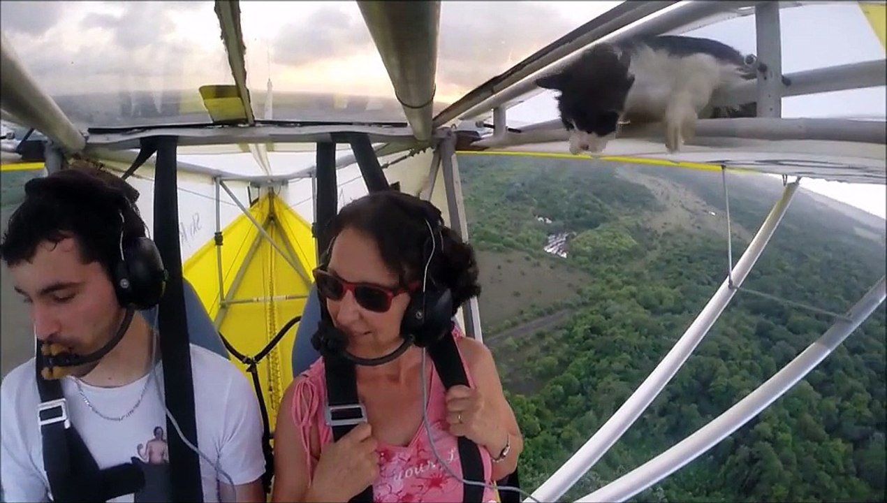 Remove cat before flight