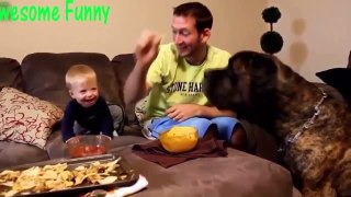Funny Videos   Funny Cats   Funny Dogs   Funny Animals Videos 2015