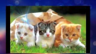 Funny cats and dogs 2015    funny videos image by Relax ¦¦ HD