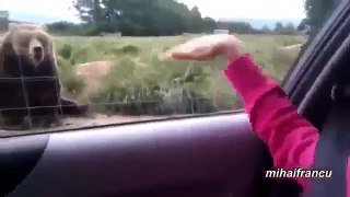 Funny And Cute Bears Acting Like Humans Compilation 2014 [NEW]
