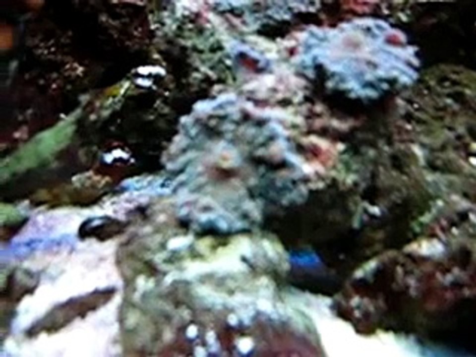 flatworm exit