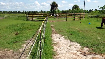 Paint foals Jack and Luna playing!