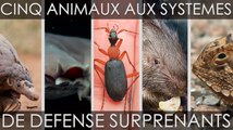 Cinq animaux aux systèmes de défense surprenants
