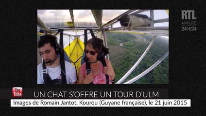 Un chat s'invite à un baptême d'ULM