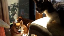 柴犬ひかいちと猫ミルキーの窓辺でまったり時間　Shiba Inu and Cat