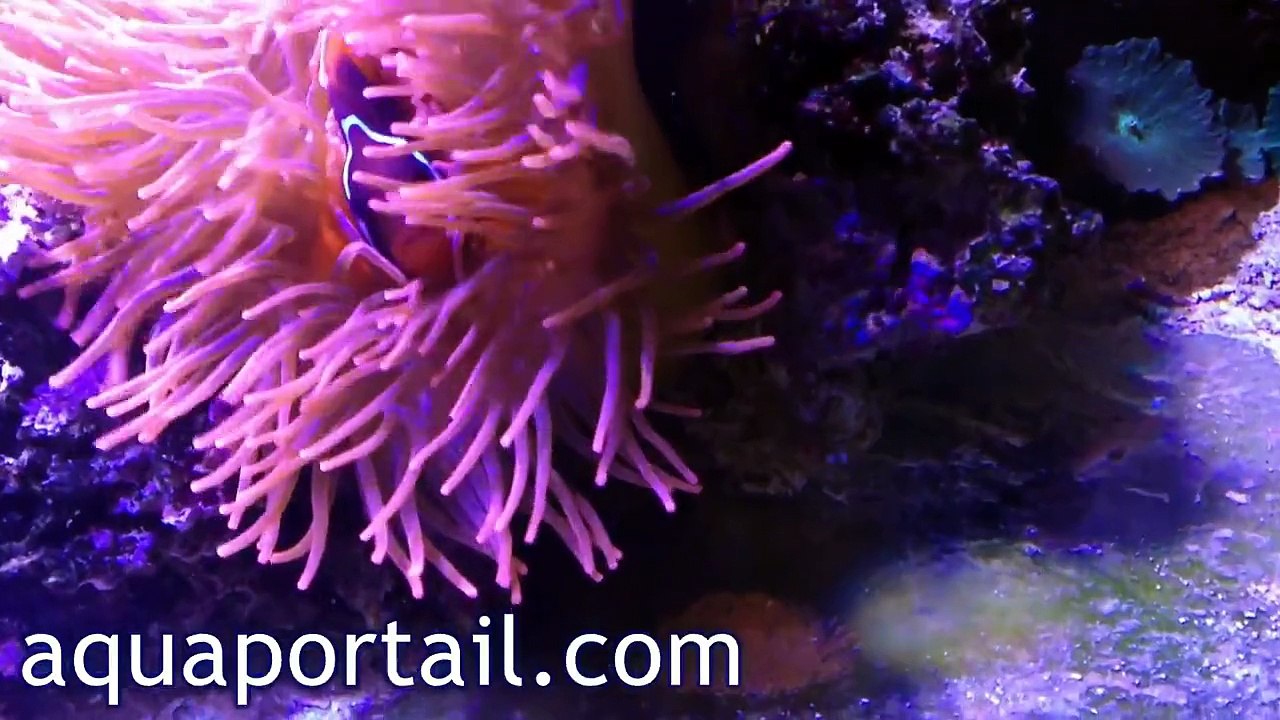 Reproduction de poissons-clowns