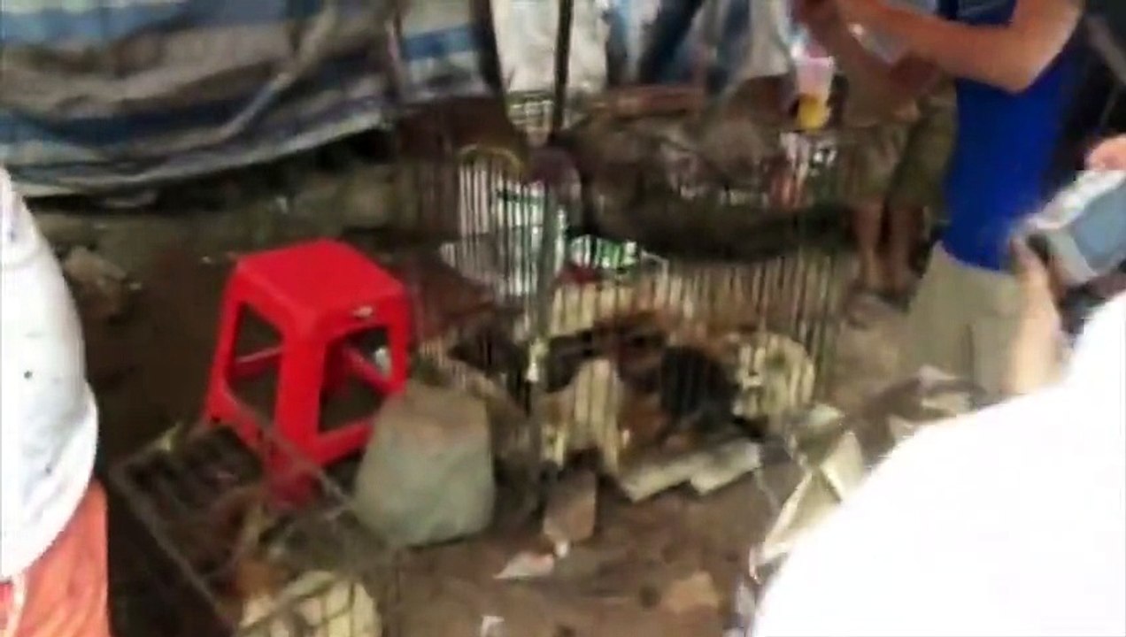 50.000 chiens et chats mangés lors d’un festival du solstice en Chine