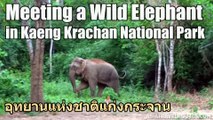 Meeting a Wild Elephant in Kaeng Krachan National Park